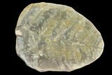 Neuropteris Fern Fossil (Pos/Neg) - Mazon Creek #104314-1